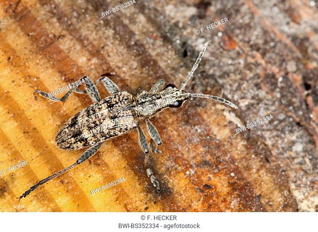 Ribbed pine borer, Ribbed pine-borer (Rhagium inquisitor), on deadwood, Germany