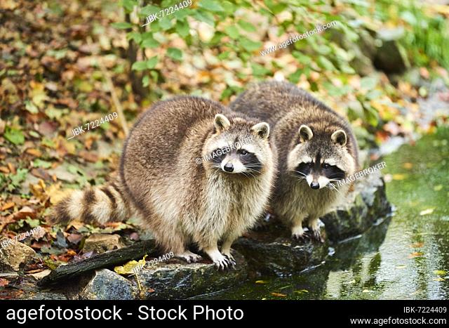 Common raccoon (Procyon lotor) on the watershore, Bavaria, Germany, Europe