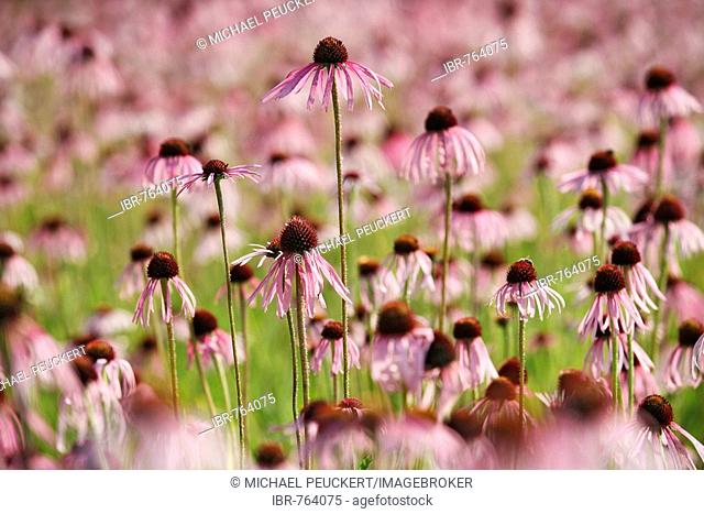 Field of Pale Purple Coneflowers (Echinacea pallida), medicinal plant, Heilsbronn near Ansbach, Bavaria, Germany