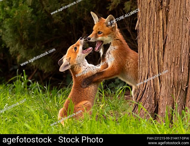 25 April 2023, Berlin: 25.04.2023, Berlin. Two young red foxes (Vulpes vulpes), only a few weeks old, are wrestling and playing in a park in the capital in the...