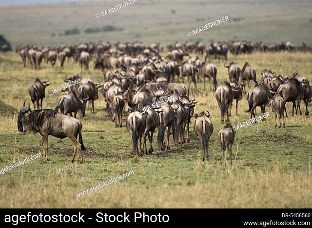 Blue wildebeests (Connochaetes taurinus), Maasai Mara Game Reserve, Wildebeest, Kenya, Africa