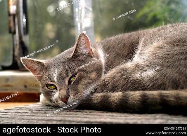 Gray striped cat looks sad at camera