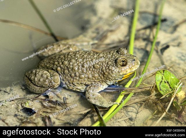 Yellow-bellied toad (Bombina variegata) recognizable by its heart-shaped pupils, Famiy of fire-bellied toads (Bombinatoridae), Haute-Savoie, France