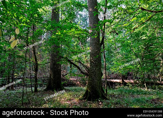 Deciduous stand with twin old oaks and hornbeams around in summer sunset, Bialowieza Forest, Poland, Europe