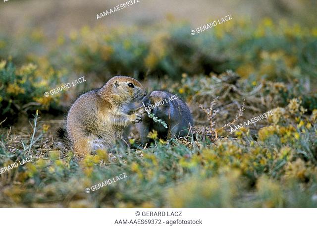 Black-Tailed Prairie Dog (Cynomys Ludovicianus) Adults Eating Leaves, Wyoming