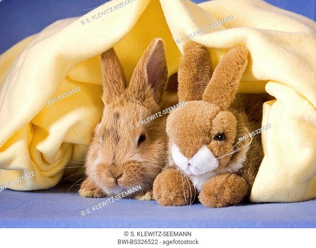 domestic rabbit (Oryctolagus cuniculus f. domestica), cuddling with a stuffed bunny under a blanket, Germany
