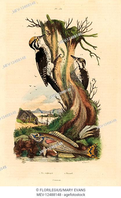 Three-toed woodpecker, Picoides tridactylus 1, and picarel, Spicara smaris 2. Pic tridactyle, picarel. Handcoloured steel engraving by du Casse after an...