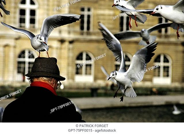SEAGULLS FLYING AROUND AN ELDERLY MAN, TUILERIES GARDENS, PARIS 75, FRANCE