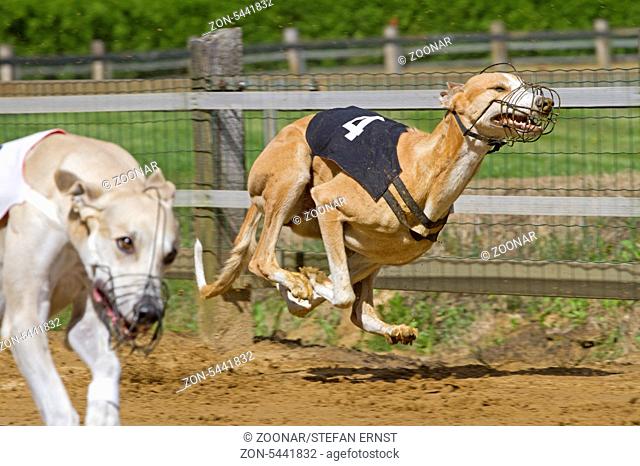 Windhundrennen / Greyhound racing