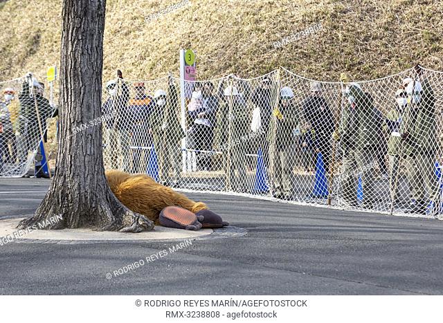 February 22, 2019, Tokyo, Japan - A zookeeper wearing orangutan costume gives up to escape while zookeepers hold up a net in an attempt to capture it during an...