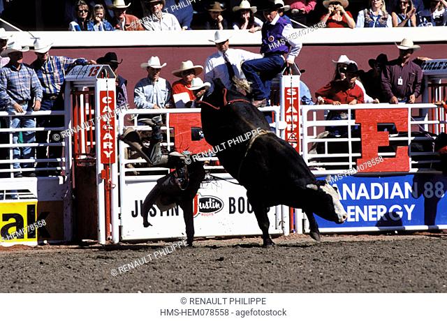 Canada, Alberta, Calgary Stampede in July, rodeo with a bull