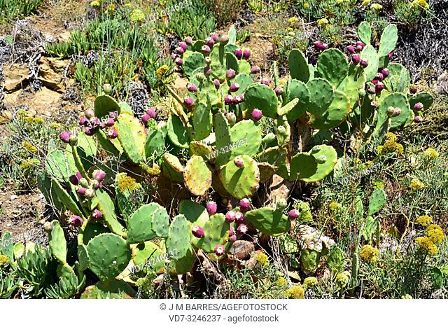Erect prickly pear (Opuntia dillenii or Opuntia stricta) is a spiny and succulent plant native to America (North America