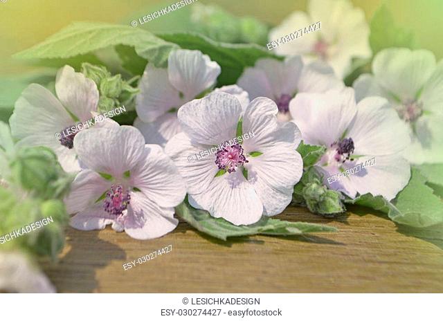 Flowers and leafs on a wooden table. Marsh Mallow