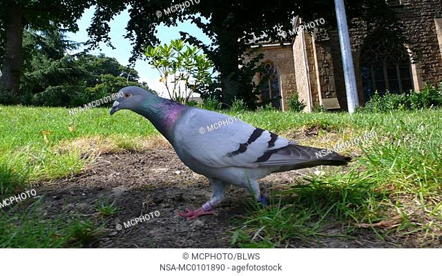 Columba livia f  domestica, domestic pigeon