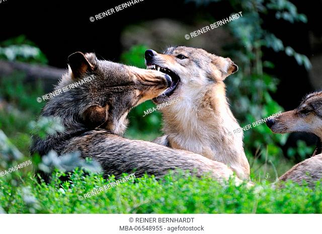 Eastern wolves playing, canis lupus lycaon
