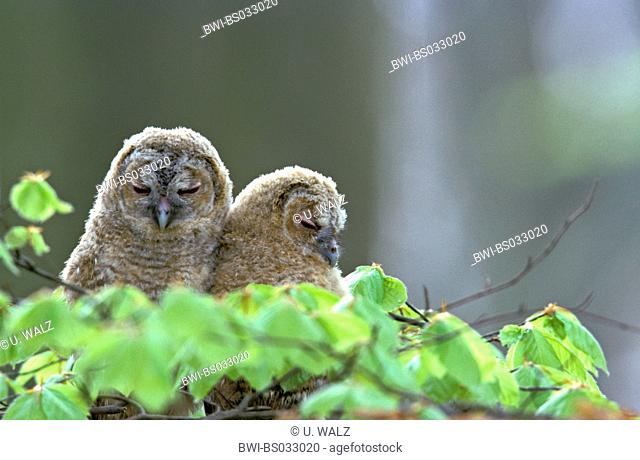 Eurasian tawny owl (Strix aluco), two sleeping juvenile animals, Germany