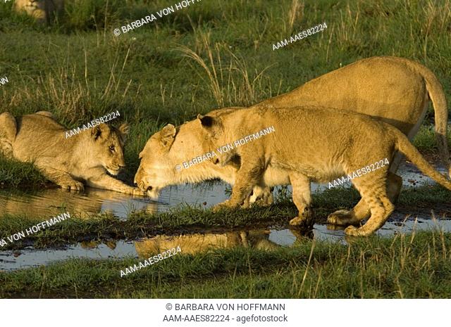 Lions drinking water in tire tracks, Masai Mara Natl Reserve, Kenya