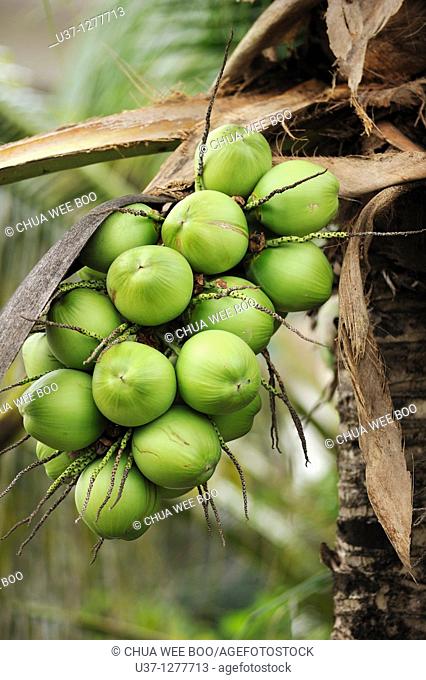 Coconut trees, Kuching, Sarawak, Malaysia
