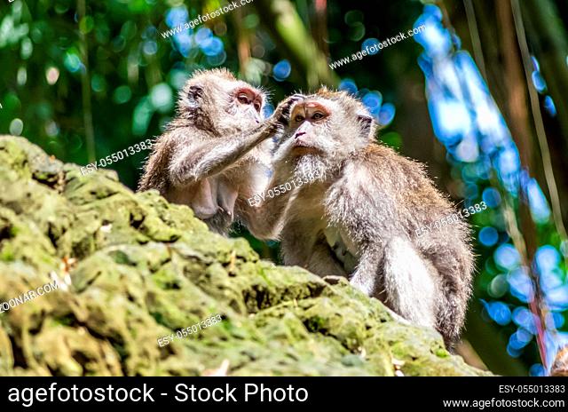 Two wild monkey in sacred Monkey Forest park, Ubud, Bali, Indonesia