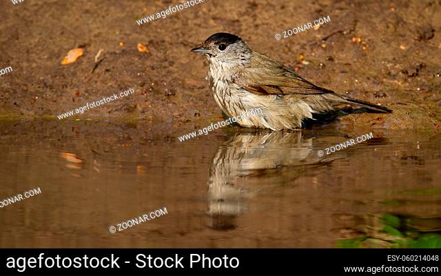 Blurred reflection of eurasian blackcap, sylvia atricapilla, diving into the water in summer. Adult warbler bathing in pond with copy space