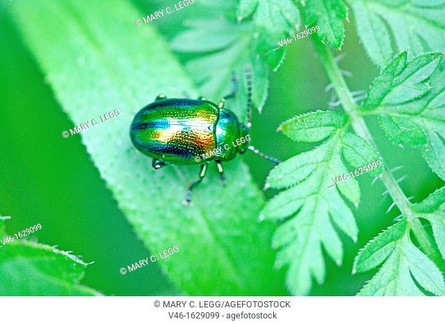 Chrysolina fastuosa, a tiny rainbow-colored leaf beetle  A pin-head sized beetle searches for dinner on a leaf  Very colorful metallic beetle with blue stripes...