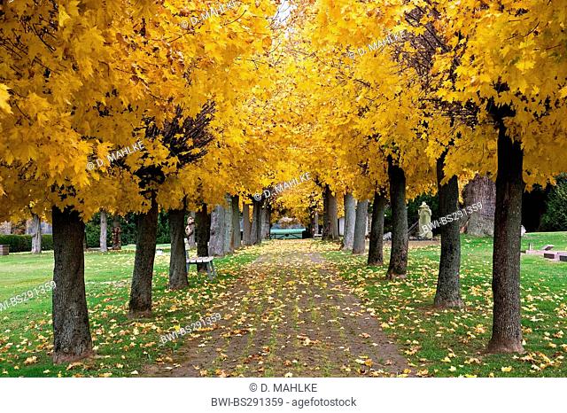 Norway maple (Acer platanoides), maple alley on a cemetery in autumn, Germany, Hesse, Beberbeck am Reinhardswald