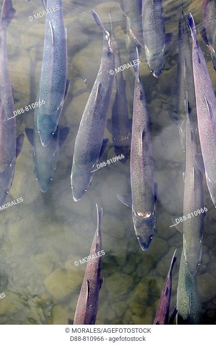 Coho salmon (Oncorhynchus kisutch). Alaska, USA