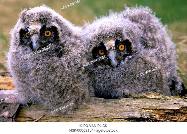 Long-eared Owl (Asio otus) two owlets, Europe, The Netherlands