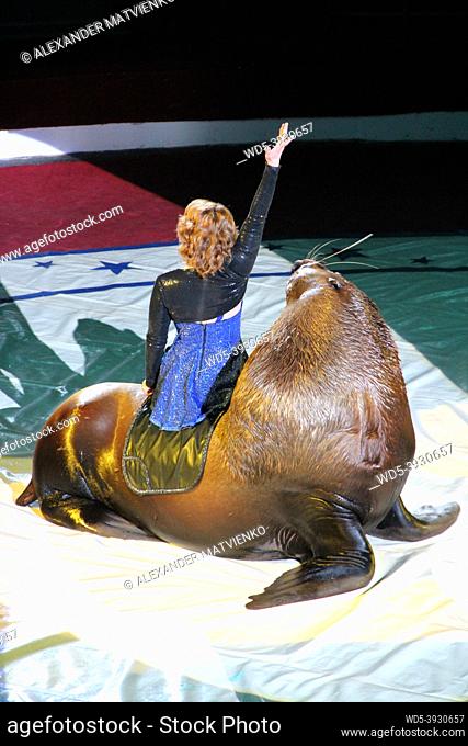Female animal trainer sitting on back of sea lion on circus ring. Woman taking part in show together with sea lion in circus