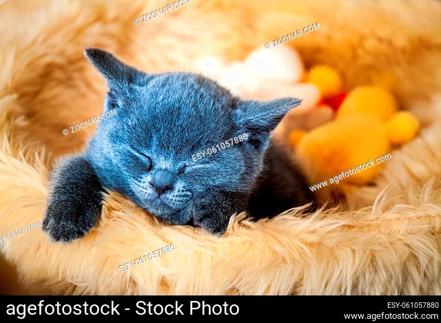Kitten sleeping in basket