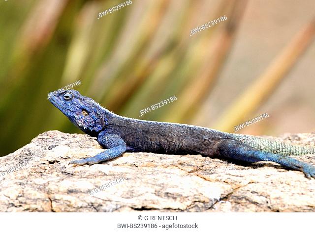 blue-throated agama Agama atricollis, Stellio atricollis, sunbathing, South Africa, Namaqualand, Goegab Nature Reserve