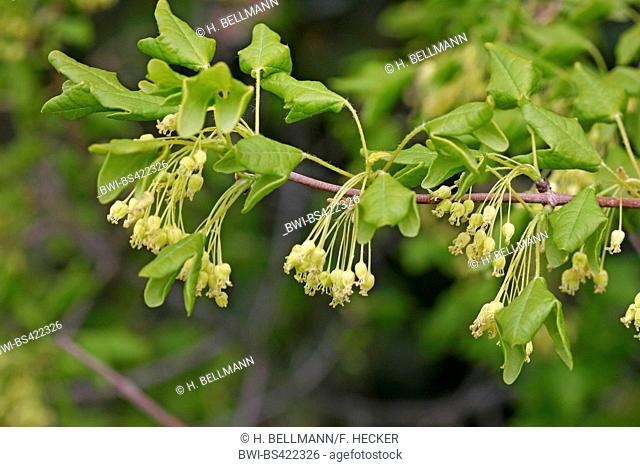 Montpellier maple, French maple (Acer monspessulanum), blooming branch, Germany