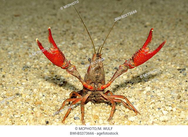 Louisiana red crayfish, red swamp crayfish, Louisiana swamp crayfish, red crayfish (Procambarus clarkii), threatening posture, Spain