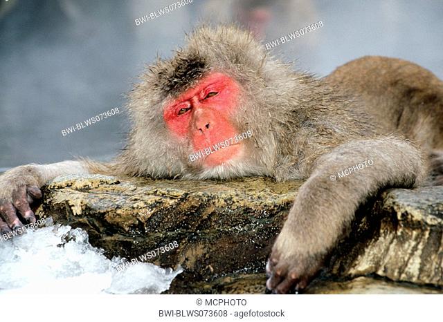 Japanese macaque, snow monkey Macaca fuscata, dozing on a rock, Japan, Etsu Kogen NP