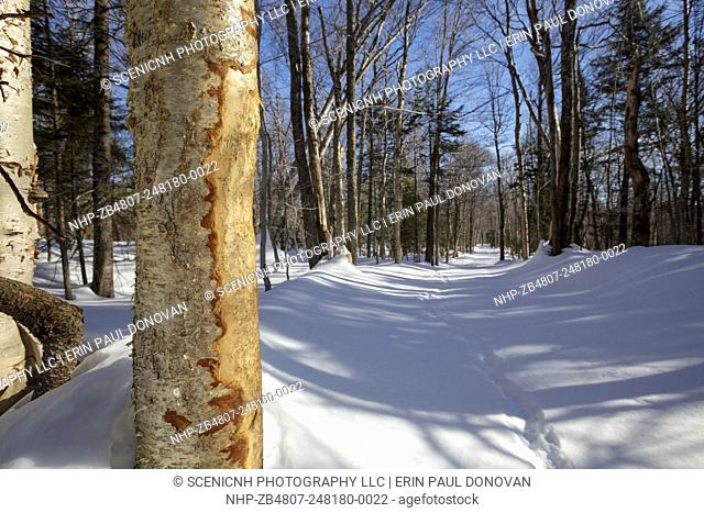 Basal scar on birch tree along a skid road in Unit (or zone) 47 of the Kanc 7 Timber harvest project along the Kancamagus Scenic Byway (route 112) in the White...