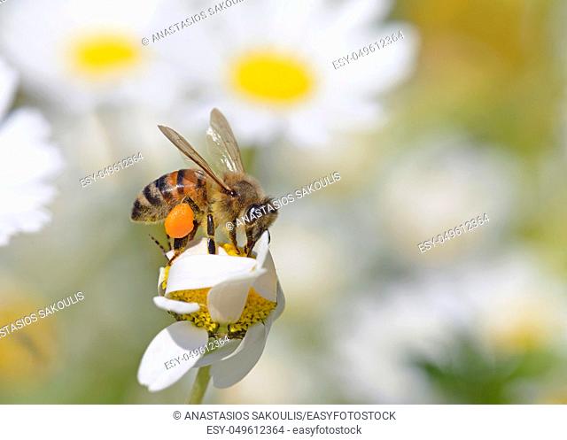European honey bee - Apis mellifera, Crete