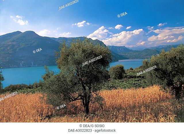 Italy - Lombardy Region - Franciacorta - Lake Iseo - The Island of Monte Isola