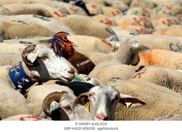 France - Cevennes - Esperou - Transhumance - Sheeps (ovis aries) Moutons