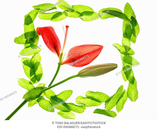 Hibiscus red petals in a green basil minth frame isolated on white background