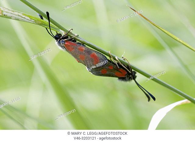 Slender Scotch Burnet, Zygaena loti mating. Blackish moth with red spots. Wingspan 25-35mm. Flight: June-August. Day-flying moth that inhabits dry scrubland