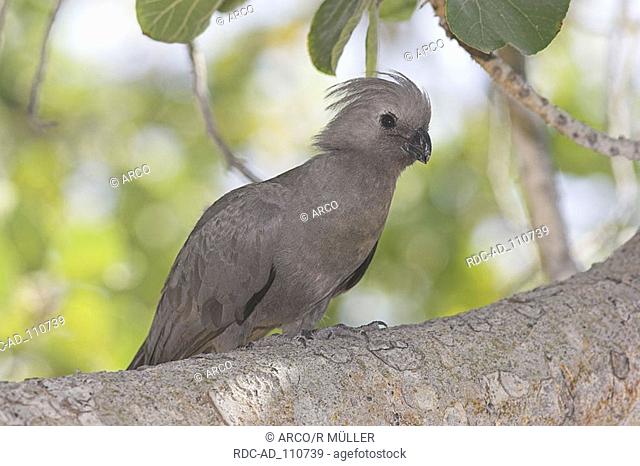 Go-away Bird Etosha national park Namibia Corythaixoides concolor Grey Lourie cuckoos