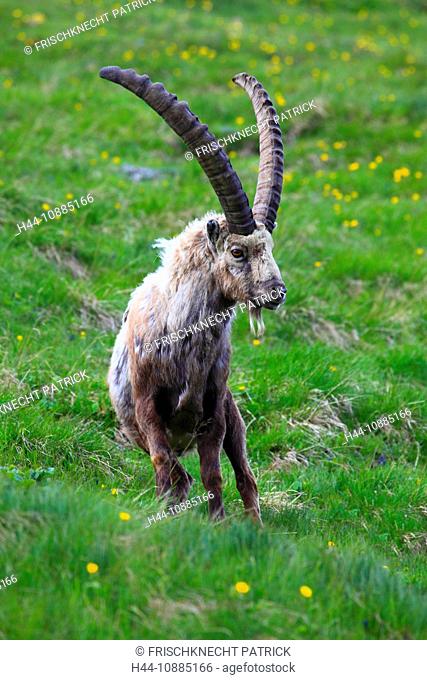 Steinbock, Capra ibex, Ibex, Bock, Männchen, männliches Steinwild am Niederhorn, Berner Oberland, Bernl, Schweiz