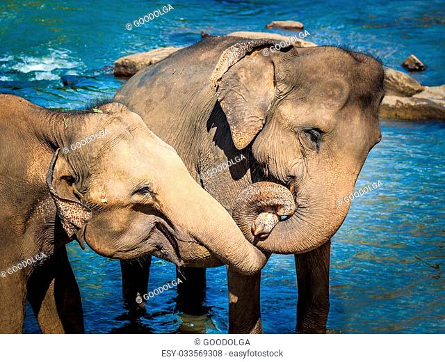 Two elephants bathing in a river