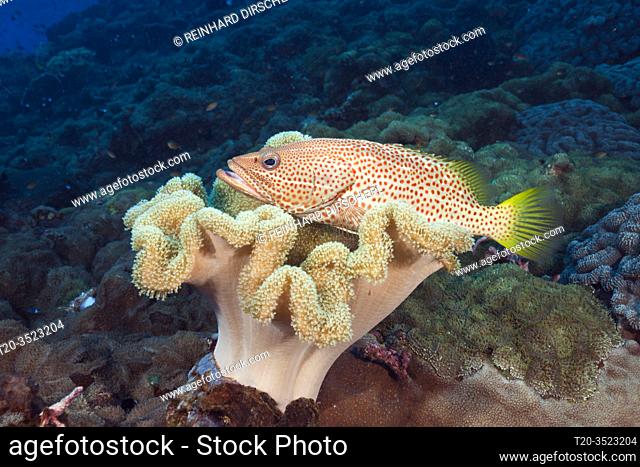 White-lined Grouper in Coral Reef, Anyperodon leucogrammicus, Kimbe Bay, New Britain, Papua New Guinea