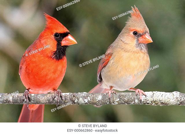 Pair of Northern Cardinals
