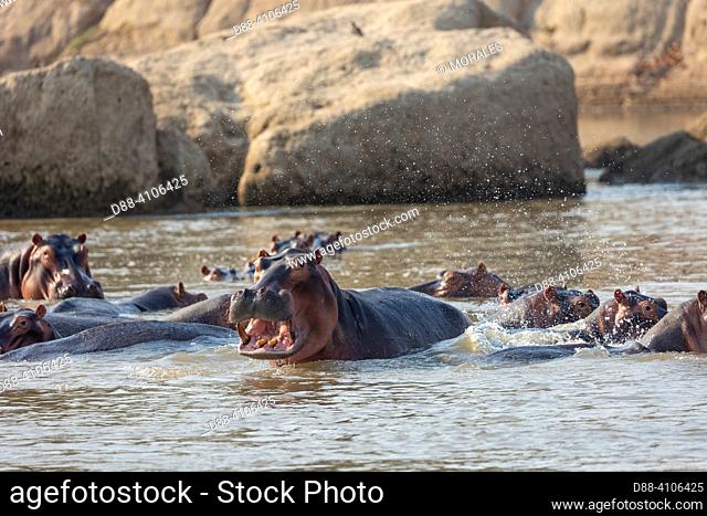 Africa, Zambia, South Luangwa natioinal Park, Luangwa river, common Hippo (Hippopotamus amphibius),