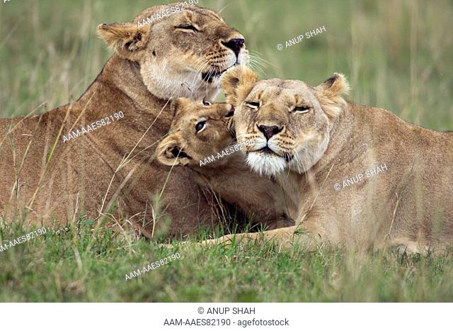 Lionesses with playful cubs aged 12-18 months (Panthera leo). Maasai Mara National Reserve, Kenya. Aug 2008