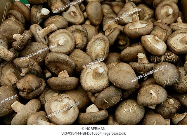 Mushrooms, Napa Valley, California, USA