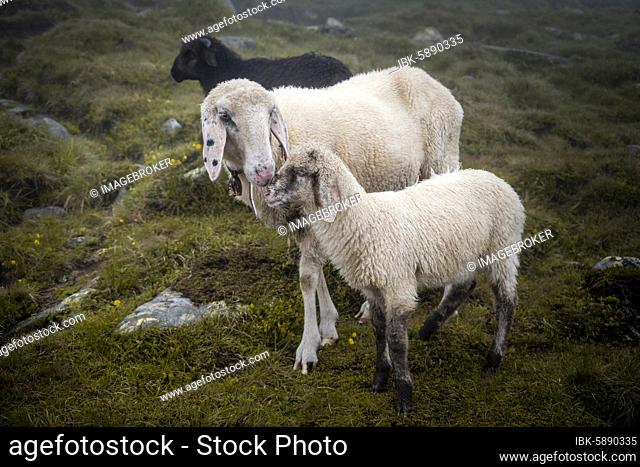 Mother with young animal, domestic sheep on alpine meadow, Berliner Höhenweg, Zillertal, Tyrol, Austria, Europe