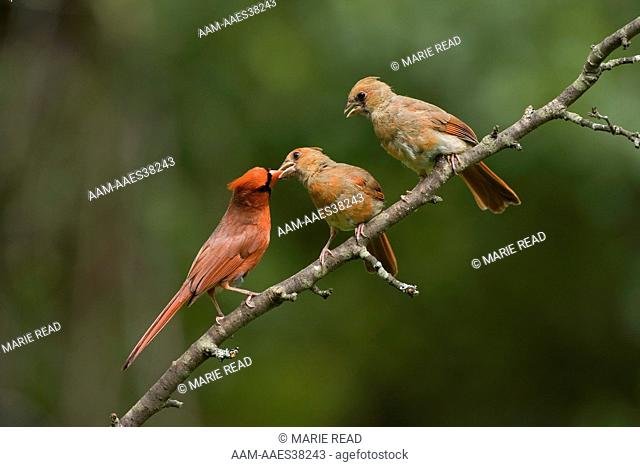 Northern Cardinal (Cardinalis cardinalis) male feeding fledgling while another looks on, Freeville NY